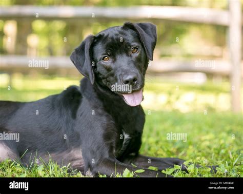 Labrador Retriever Mix Size