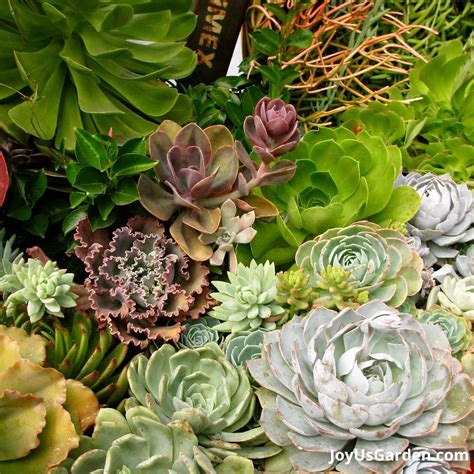 How Much Sun Do Succulents Need? Complete Guide