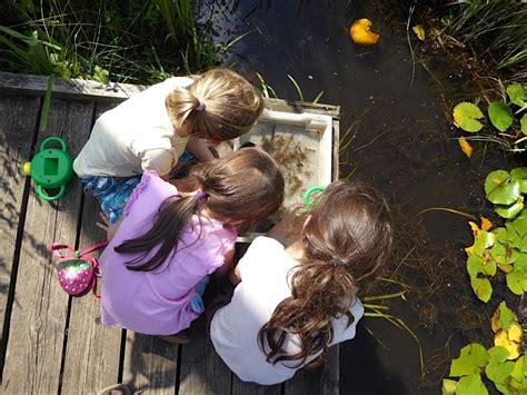 Autumn Pond Dipping at Ryton Pools Country Park, Ryton Pools Country ...