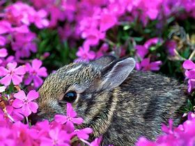 Image result for Infant Rabbit