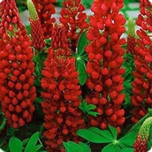 Creative Farmer Flower Seeds : Lupinus Polyphyllus Red Mix Seeds ...