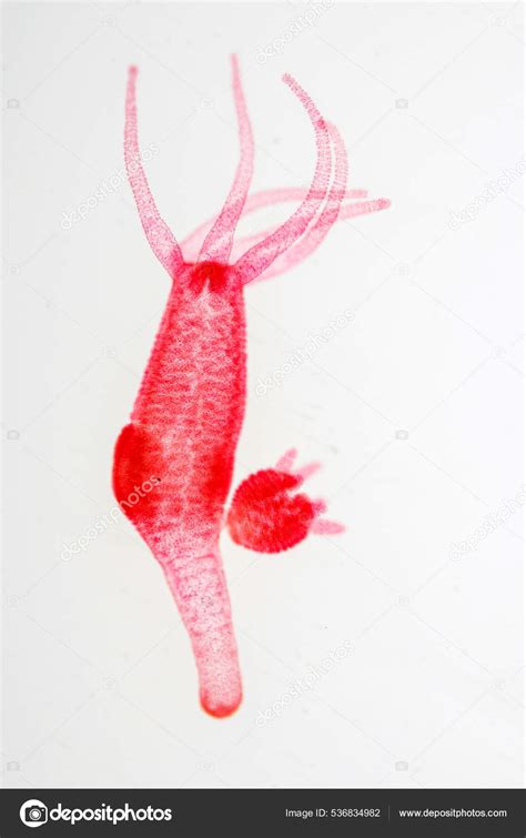 Hydra Genus Small Fresh Water Animals Phylum Cnidaria Class Hydrozoa — Stock Photo © p ...
