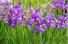 iris fiore coltivazione iris caratteristiche e coltivazione cure naturali it iris fiore coltivazione iris caratteristiche e coltivazione cure naturali it
