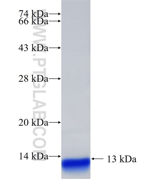 TMED5 Fusion Protein Ag33265 | Proteintech