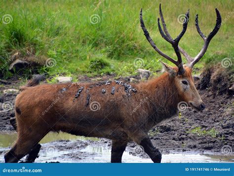 Pere David`s Deer, Also Known As the Milu or Elaphure, Stock Photo ...