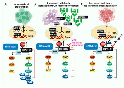A Novel Allosteric Inhibitor Targeting IMPDH at Y233 Overcomes ...