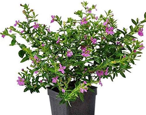 Creative Farmer Cuphea Hyssopifolia Lavender Flowering Plant - Pink ...