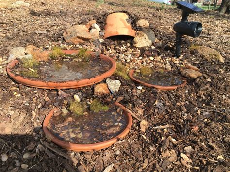 How To Attract Frogs To Garden / How to Attract Frogs to Your Garden ...