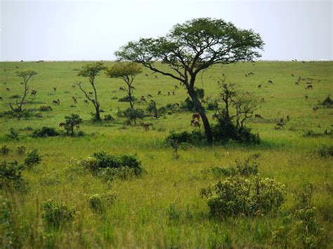 African Grassland Flowers