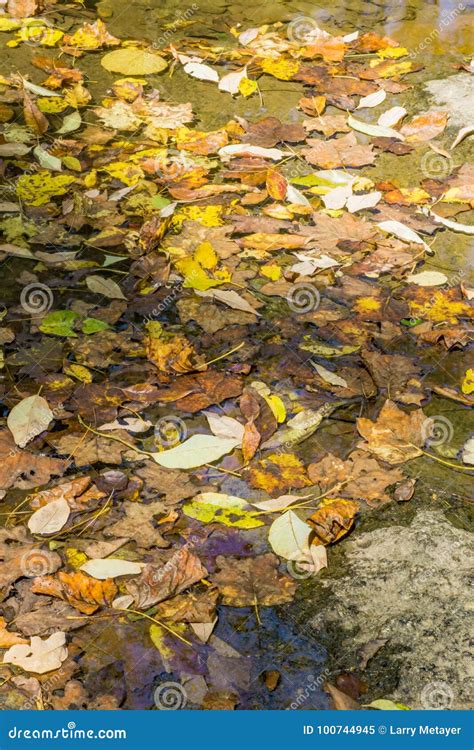 Autumn Leaves in a Stream stock image. Image of appalachia - 100744945