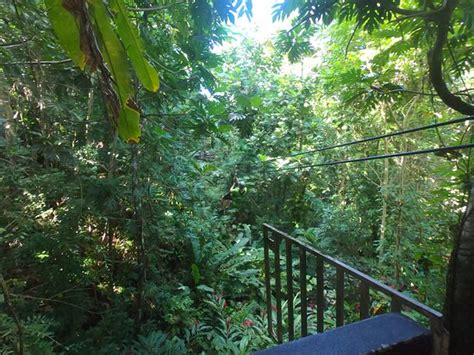 Pictures of Junglequi Zipline Adventure at El Yunque Rainforest, Puerto ...