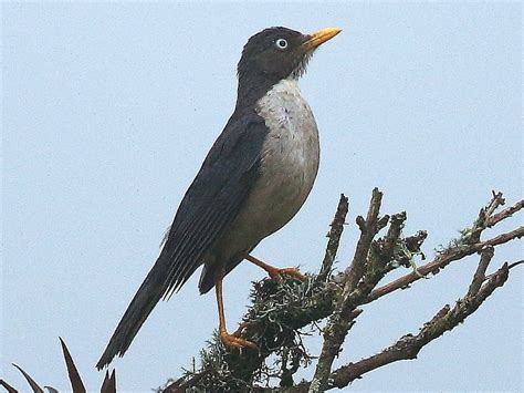 Plumbeous-backed Thrush - eBird