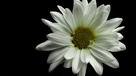 Download wallpaper 2560x1440 flower, petals, white, black background ...