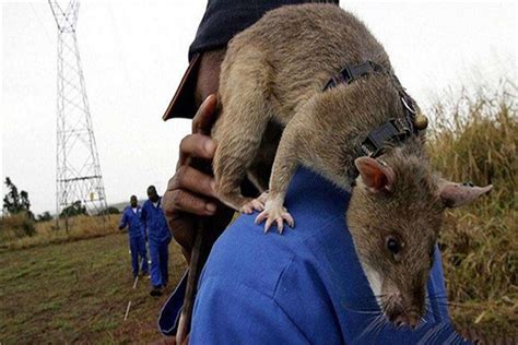 世界上最大的老鼠（非洲巨鼠） - 知乎