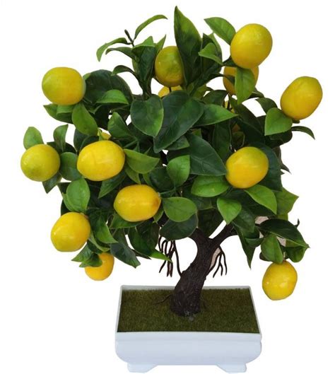 casakrafts Unique Lemon Tree Bonsai Plant for Home/ Office/ Coffee ...