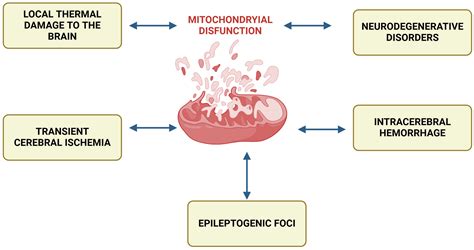 Targeting Mitochondrial Dysfunction in Cerebral Ischemia: Advances in ...