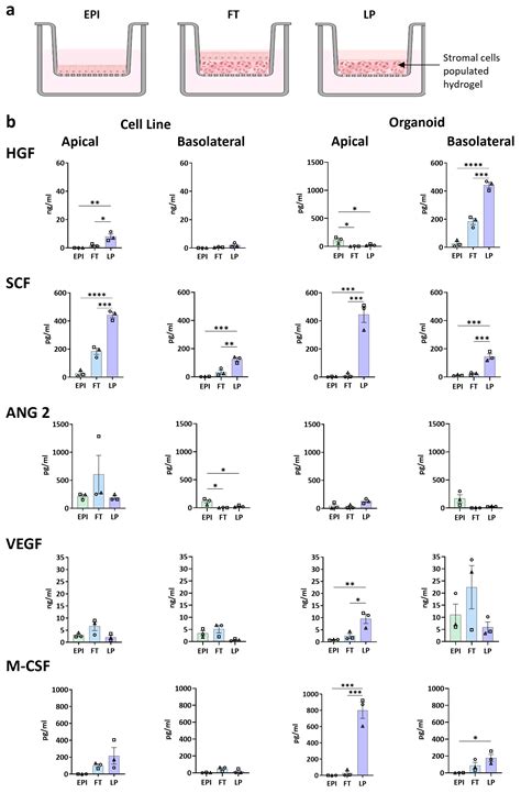 Integration of Stromal Cells and Hydrogel Below Epithelium Results in ...
