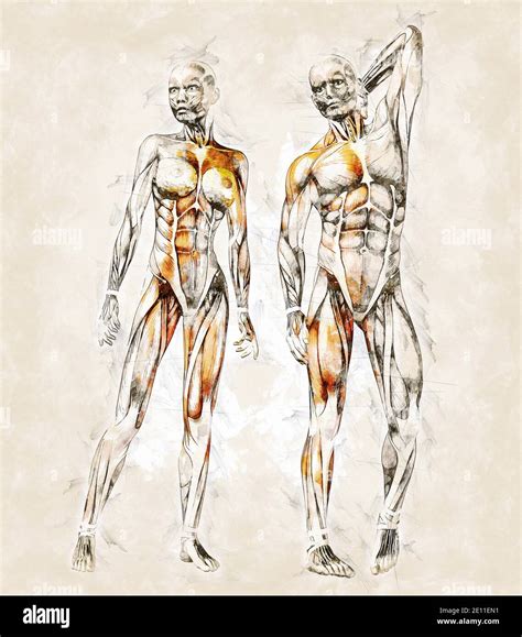 What Is Anatomy In Art at Alton Phelps blog