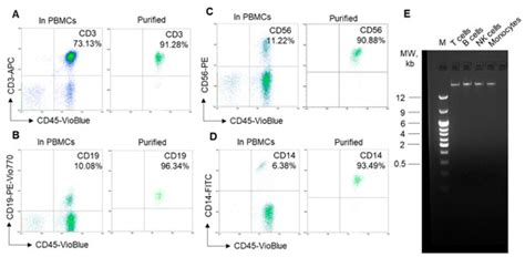 Association of Telomere Length in T Lymphocytes, B Lymphocytes, NK ...