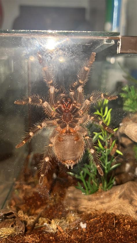 MALE OR FEMALE? CHACO GOLDEN KNEE : r/Tarantula_Collective