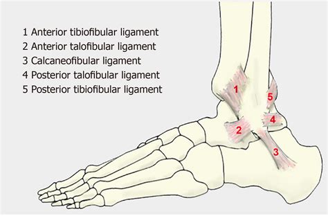 Lateral Collateral Ligament Ankle
