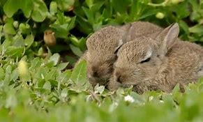 Image result for Bunny Sleep