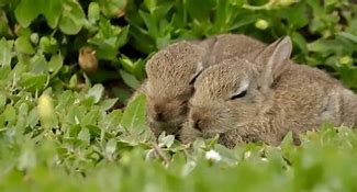Image result for Baby Bunny Sleeping