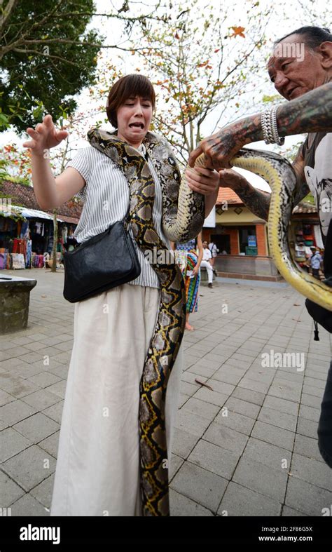 Image result for Giant Python Snake