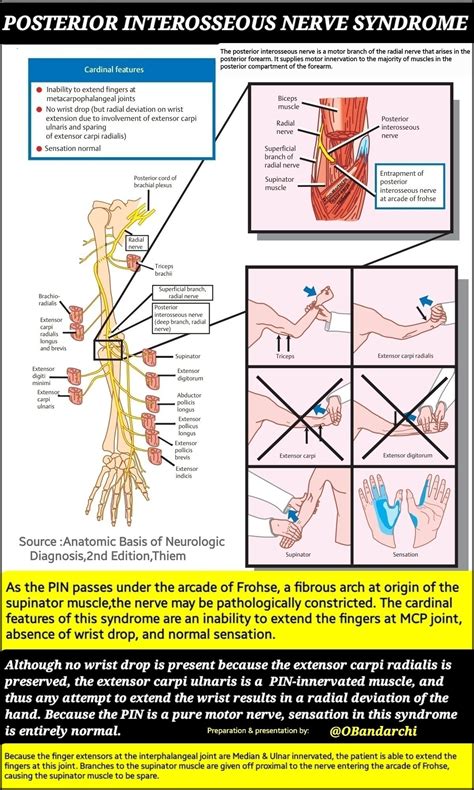 Anterior Interosseous Nerve Netter