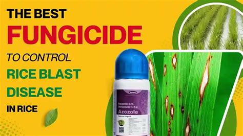 Katyayani Azozole | Best Fungicide for Rice Blast & Crop Protection