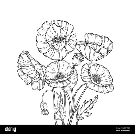 Poppy Drawing High Resolution Stock Photography and Images - Alamy