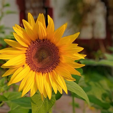 SUNDERBAN MANGROVE RETREAT (Gosaba, West Bengal) - Lodge Reviews ...