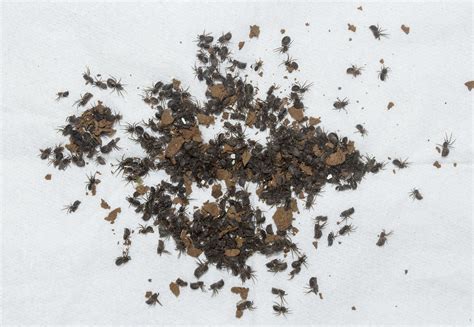 Wasps vs Spiders | Nature inFocus