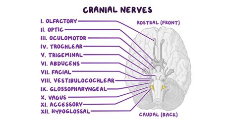 Cranial Nerves Labeled Diagram