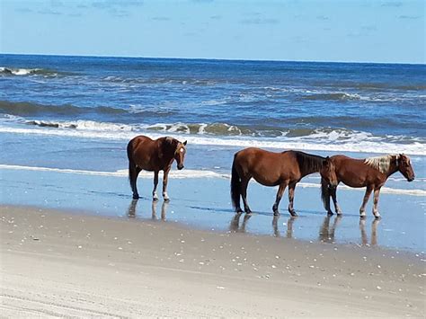 Corolla Wild Horse Fund - All You Need to Know BEFORE You Go