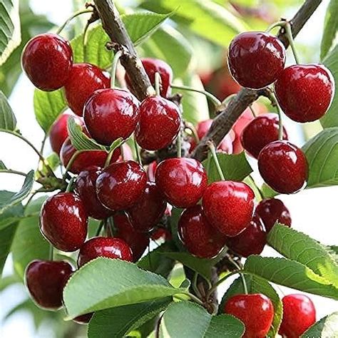 NEW DEBNATH NURSERY "Sylvia Cherry"Grafted/Clone type hybrid - 1 ...