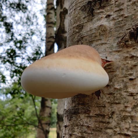 Beautiful Birch Polypore I found : r/mycology