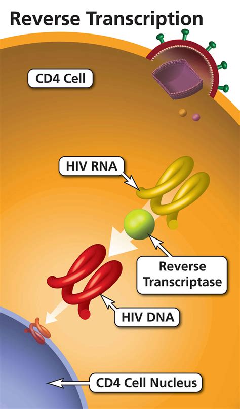 Image result for Transcriptase Inverse Function