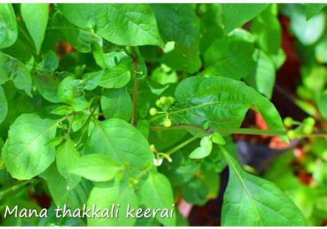 VibeX ® RXI-680 Makoy Sukkuti keerai SOLANUM NIGRUM Spinach Seed Price ...