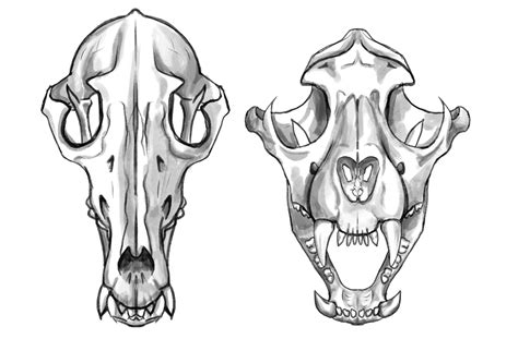 ArtStation - Animal Skull Studies