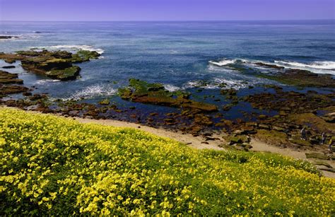 La Jolla Tide Pools - California Beaches