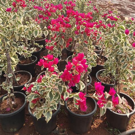 Dr Rao Bougainvillea – Plant (pink) – ASHIYANA STORE