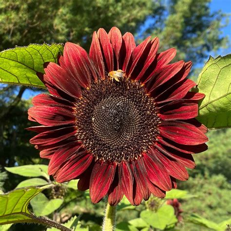 ProCut® Red Sunflower – Bear Creek Farm