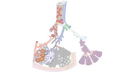 Blood-Air Barrier | NIHFW