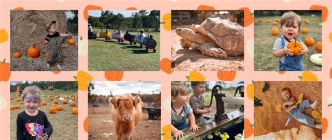 Fall on the Farm - Opening Day Triple J Stables & Petting Zoo, 95 Mill ...