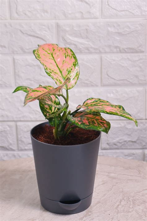 Aglaonema Rotundum Hybrid Valentine (Aglaonema Valentine) – Pariworld