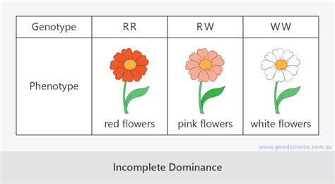Image result for Incomplete Dominance Examples Flower