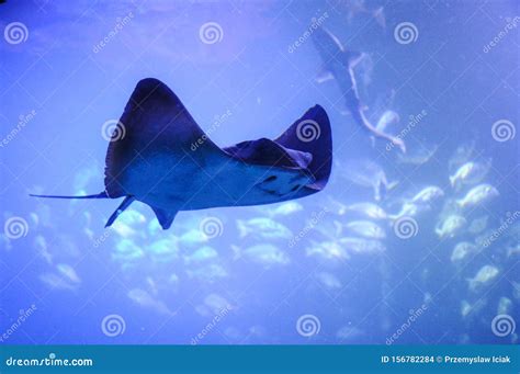 Manta Ray, Sting Ray, Electric Ray is Moving in the Big Tank in ...