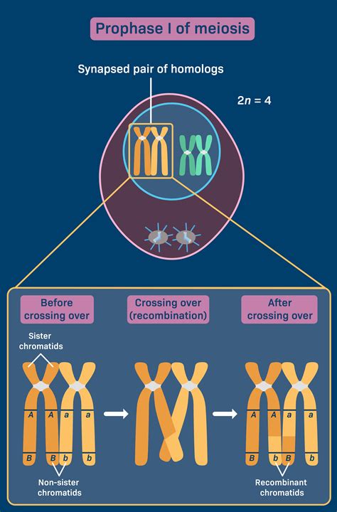 Prophase Of Meiosis