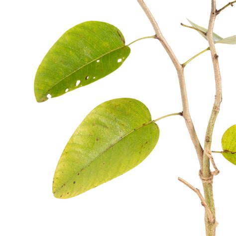 Red Sanders/Red Sandalwood - Avenue Trees– Exotic Flora